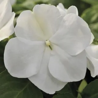 Compra IMPATIENS XTREME WHITE F1 (1000 Semillas). en la tienda online Fito Agrícola