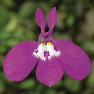 Compra LOBELIA ROSE MOON Pildorada F1 (1000 Semillas). en la tienda online Fito Agrícola