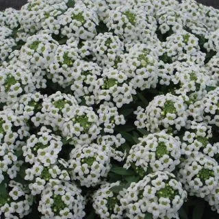 Compra LOBULARIA ALICE WHITE Pildorada (5.000 Semillas) en la tienda online Fito Agrícola