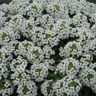 Compra LOBULARIA ALICE WHITE PELICULADA (1000 Semillas). en la tienda online Fito Agrícola