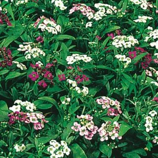 Compra LOBULARIA ALICE MIX Pildorada (5.000 Semillas) en la tienda online Fito Agrícola