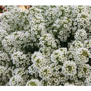 Compra LOBULARIA NORTH FACE WHITE Pildorada (5.000 Semillas) en la tienda online Fito Agrícola