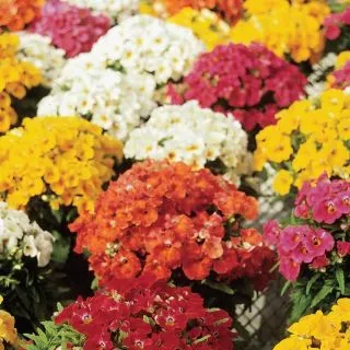 Compra NEMESIA SUNDROPS MIX F1 (1000 Semillas). en la tienda online Fito Agrícola