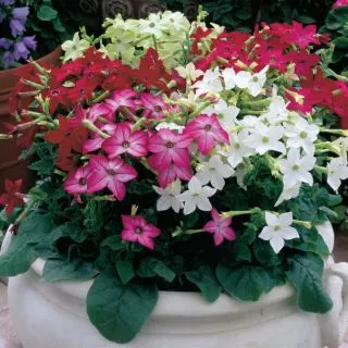 Compra NICOTIANA SARATOGA MIX Pildorado F1 (1000 Semillas). en la tienda online Fito Agrícola