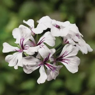 Compra PELARGONIUM TORNADO WHITE Pildorado F1 (1000 Semillas). en la tienda online Fito Agrícola