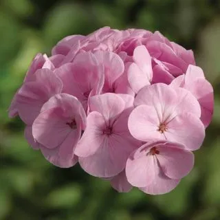 Compra PELARGONIUM BULLSEYE LIGHT PINK Pildorado F1 (1000 Semillas). en la tienda online Fito Agrícola