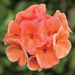 Compra PELARGONIUM BULLSEYE SALMON Pildorado F1 (1000 Semillas). en la tienda online Fito Agrícola