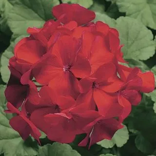 Compra PELARGONIUM RINGO 2000 CARDINAL Pildorado F1 (1000 Semillas). en la tienda online Fito Agrícola