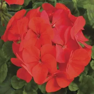 Compra PELARGONIUM RINGO 2000 DEEP RED Pildorado F1 (1000 Semillas). en la tienda online Fito Agrícola