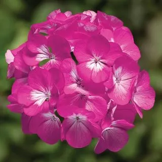 Compra PELARGONIUM RINGO 2000 DEEP ROSE Pildorado F1 (1000 Semillas). en la tienda online Fito Agrícola