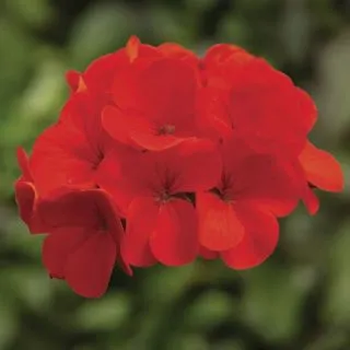 Compra PELARGONIUM RINGO 2000 DEEP SCARLET Pildorado F1 (1000 Semillas). en la tienda online Fito Agrícola
