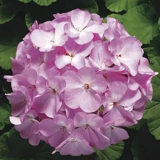 Compra PELARGONIUM RINGO 2000 LAVENDER Pildorado F1 (1000 Semillas). en la tienda online Fito Agrícola