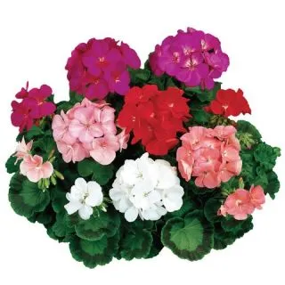 Compra PELARGONIUM RINGO 2000 MIX Pildorado F1 (1000 Semillas). en la tienda online Fito Agrícola