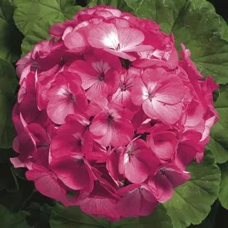 Compra PELARGONIUM RINGO 2000 ROSE Pildorado F1 (1000 Semillas). en la tienda online Fito Agrícola