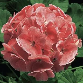 Compra PELARGONIUM RINGO 2000 SALMON Pildorado F1 (1000 Semillas). en la tienda online Fito Agrícola