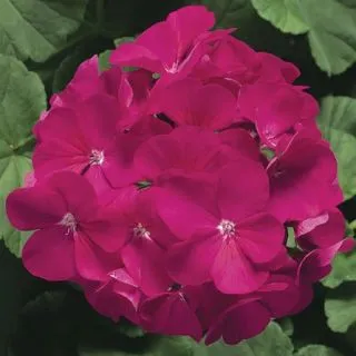 Compra PELARGONIUM RINGO 2000 VIOLET Pildorado F1 (1000 Semillas). en la tienda online Fito Agrícola
