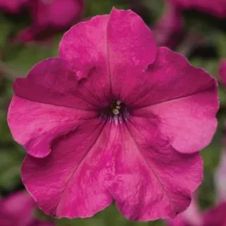 Compra PETUNIA DUVET® PINK Pildorada F1 (1000 Semillas). en la tienda online Fito Agrícola