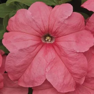 Compra PETUNIA DUVET® SALMON Pildorada F1 (1000 Semillas). en la tienda online Fito Agrícola