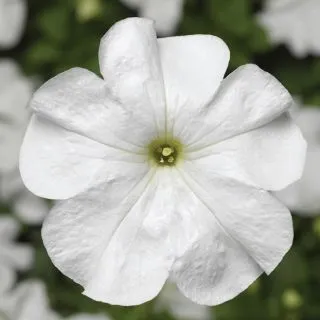 Compra PETUNIA DUVET® WHITE Pildorada F1 (1000 Semillas). en la tienda online Fito Agrícola