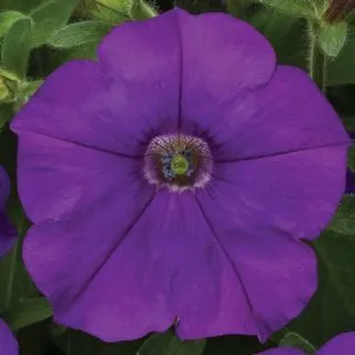 Compra PETUNIA FLASHFORWARD BLUE Pildorada F1 (1000 Semillas). en la tienda online Fito Agrícola
