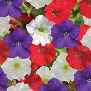 Compra PETUNIA FLASHFORWARD PATRIOT MIX Pildorada F1 (1000 Semillas). en la tienda online Fito Agrícola