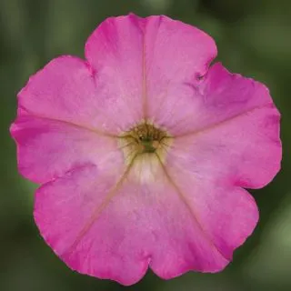 Compra PETUNIA FLASHFORWARD PINK GLO Pildorada F1 (1000 Semillas). en la tienda online Fito Agrícola
