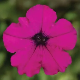 Compra PETUNIA FLASHFORWARD PURPLE Pildorada F1 (1000 Semillas). en la tienda online Fito Agrícola