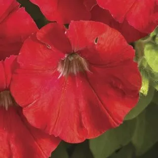 Compra PETUNIA FLASHFORWARD RED Pildorada F1 (1000 Semillas). en la tienda online Fito Agrícola