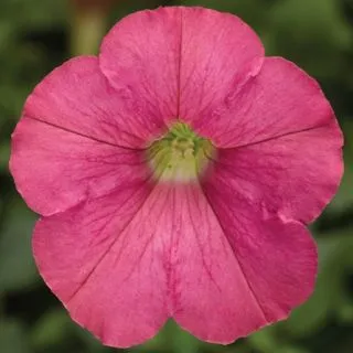 Compra PETUNIA FLASHFORWARD SALMON Pildorada F1 (1000 Semillas). en la tienda online Fito Agrícola