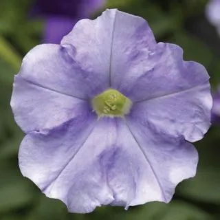 Compra PETUNIA FLASHFORWARD SKY BLUE Pildorada F1 (1000 Semillas). en la tienda online Fito Agrícola