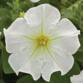 Compra PETUNIA FLASHFORWARD WHITE Pildorada F1 (1000 Semillas). en la tienda online Fito Agrícola