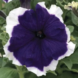 Compra PETUNIA FROST BLUE Pildorada F1 (1000 Semillas). en la tienda online Fito Agrícola