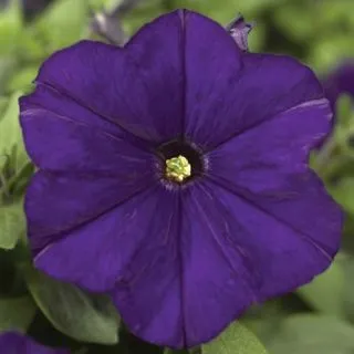Compra PETUNIA PICOBELLA BLUE Pildorada F1 (1000 Semillas). en la tienda online Fito Agrícola