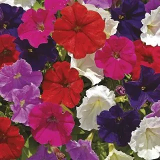 Compra PETUNIA PICOBELLA MIX Pildorada F1 (1000 Semillas). en la tienda online Fito Agrícola