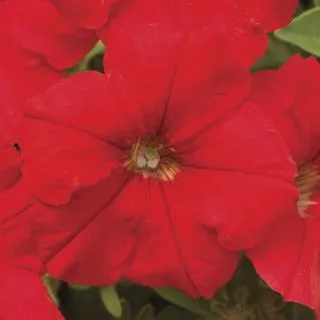 Compra PETUNIA PICOBELLA RED Pildorada F1 (1000 Semillas). en la tienda online Fito Agrícola