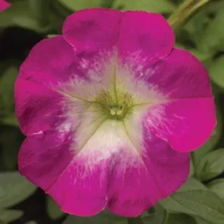 Compra PETUNIA PICOBELLA ROSE MORN Pildorada F1 (1000 Semillas). en la tienda online Fito Agrícola