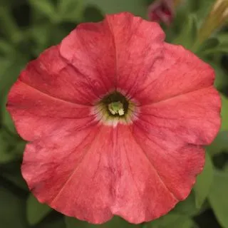 Compra PETUNIA PICOBELLA SALMON Pildorada F1 (1000 Semillas). en la tienda online Fito Agrícola