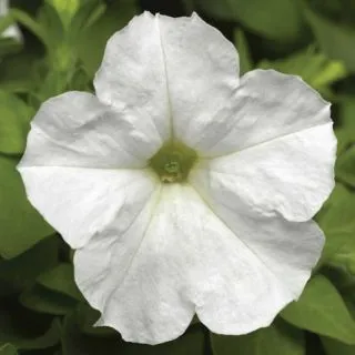 Compra PETUNIA PICOBELLA WHITE Pildorada F1 (1000 Semillas). en la tienda online Fito Agrícola
