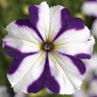 Compra PETUNIA TRITUNIA BLUE STAR Pildorada F1 (1000 Semillas). en la tienda online Fito Agrícola