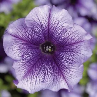 Compra PETUNIA TRITUNIA BLUE VEINED Pildorada F1 (1000 Semillas). en la tienda online Fito Agrícola