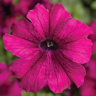 Compra PETUNIA TRITUNIA BURGUNDY Pildorada F1 (1000 Semillas). en la tienda online Fito Agrícola