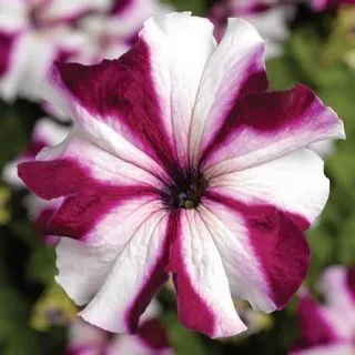 Compra PETUNIA TRITUNIA CRIMSON STAR Pildorada F1 (1000 Semillas). en la tienda online Fito Agrícola