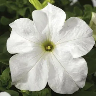 Compra PETUNIA TRITUNIA FRESH WHITE Pildorada F1 (1000 Semillas). en la tienda online Fito Agrícola
