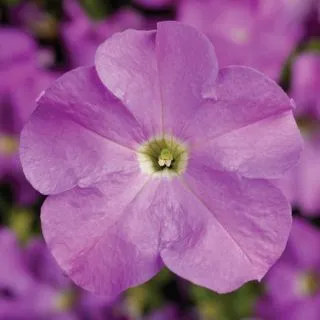 Compra PETUNIA TRITUNIA LAVENDER Pildorada F1 (1000 Semillas). en la tienda online Fito Agrícola