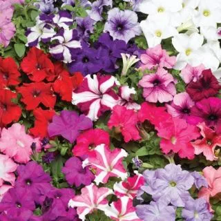 Compra PETUNIA TRITUNIA MIX Pildorada F1 (1000 Semillas). en la tienda online Fito Agrícola