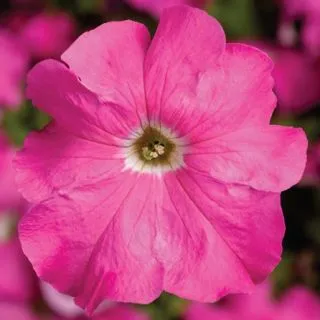 Compra PETUNIA TRITUNIA PINK Pildorada F1 (1000 Semillas). en la tienda online Fito Agrícola