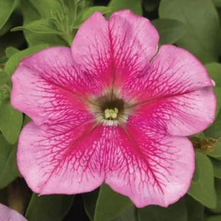 Compra PETUNIA TRITUNIA PINK VEINED Pildorada F1 (1000 Semillas). en la tienda online Fito Agrícola