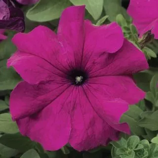 Compra PETUNIA TRITUNIA PURPLE Pildorada F1 (1000 Semillas). en la tienda online Fito Agrícola