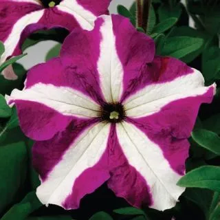 Compra PETUNIA TRITUNIA PURPLE STAR Pildorada F1 (1000 Semillas). en la tienda online Fito Agrícola