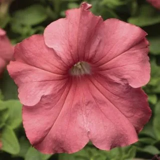 Compra PETUNIA TRITUNIA SALMON Pildorada F1 (1000 Semillas). en la tienda online Fito Agrícola